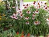 Echinacea Purple